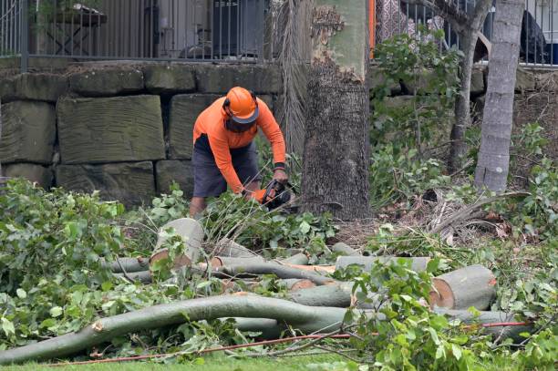 Best Emergency Tree Service  in Savannah, MO